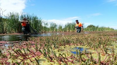 Endangered, culturally significant southern pygmy perch back from the brink in Murray River