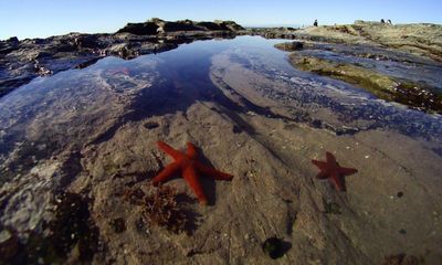 Keep starfish off the barbecue: New Zealanders call for rockpool protections