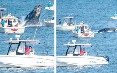Video shows humpback whale breaching water and crashing into boat