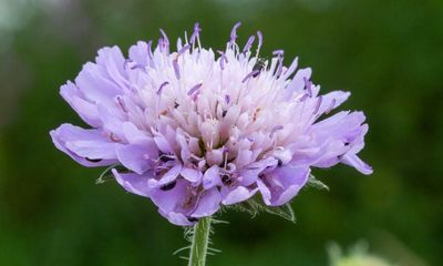 Country diary: The unloved field scabious gives so much, for so long