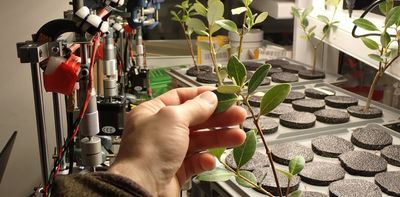 I spent a year squeezing leaves to measure their water content. Here's what I learned