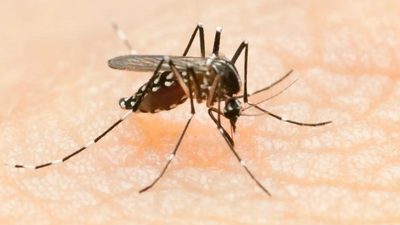 Pune: Platelet demand rises due to spike in dengue patients