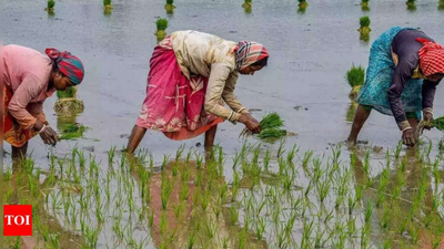 Rain damages kharif crops on 2,500 hectares in Pune