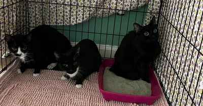 'Nervous' cats abandoned at Glasgow fire station as charity urges owners to come forward