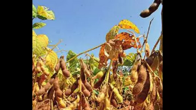 Kolhapur: Virus infects soyabean crop on 90 acre in Shirol