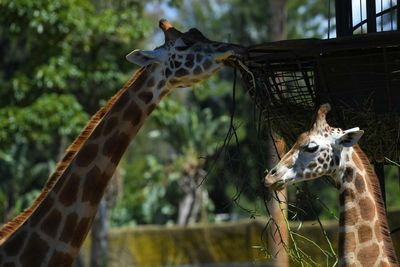 Taronga and Melbourne zoos move to protect animals from foot-and-mouth disease