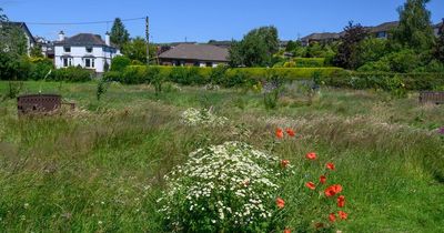 Wildlife flourishes in Castle Douglas park thanks to orchard and meadow