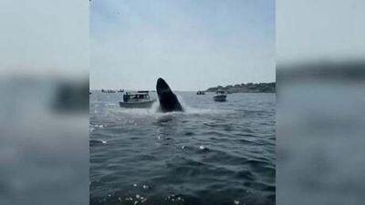 Moment a humpback whale lands on a small boat in the US
