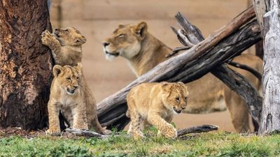 Lion cub triplets and baby giraffe make public debut at Taronga Western Plains Zoo