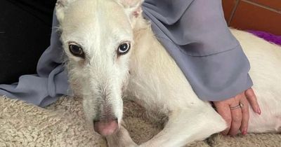'Overlooked' dog in desperate need of a family as she's showing signs of depression
