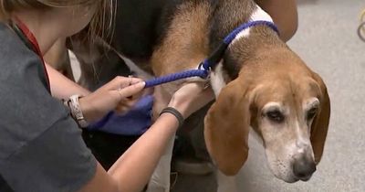 Dog rescued from drainpipe after an entire week when passerby heard him barking