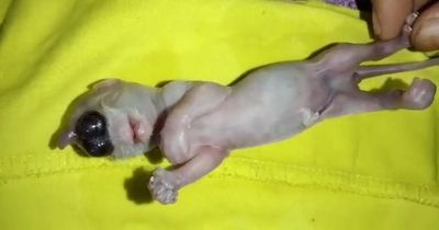 Mutant 'with monkey's face and cat's body' is born sparking fears of bad omen