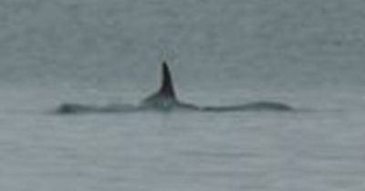 UK beachgoers terrified as suspected killer whale spotted lurking off coast