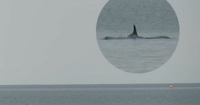 Stunned photographer spots 'killer whale' off beach in North Wales