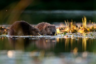 Plans to re-introduce beavers into Scottish Highlands underway