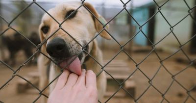 RSPCA urges people not to call them about stray dogs as phone rings off hook
