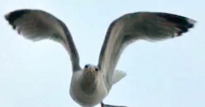 Hilarious video shows moment dad sprints down street being chased by seagull during FaceTime