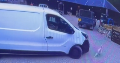 Courier delivering Amazon parcels 'drives van at Scots customer's beloved pet goat' in shocking CCTV