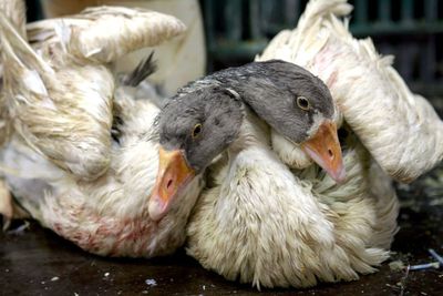 Pledge to ban fur and foie gras imports kicked into long grass, minister admits