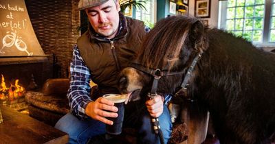 Beer-drinking pony who lives in pub is made mayor