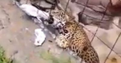 Boy, 14, almost has leg torn off by jaguar after crossing barrier for insane selfie