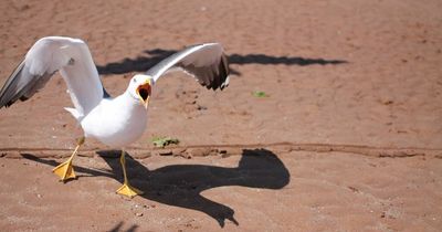 Brits urged to be kind to 'misunderstood' seagulls - they only launch attacks to 'protect babies'