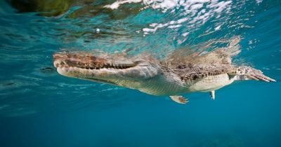 Most devastating crocodile attack in history as hundreds killed in swamp massacre