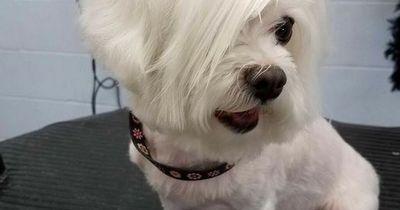 Dog with 'can I speak to your manager' haircut leaves people in stitches