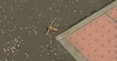 Glasgow southsider 'shocked' after finding giant exotic spider on busy road
