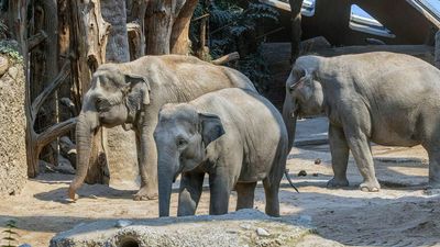Third Tusker Dies From Herpes Virus At Swiss Zoo