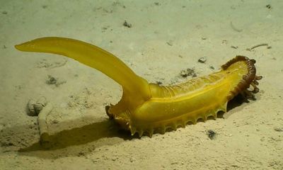Scientists find 30 potential new species at bottom of ocean