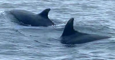 Two whales spotted near popular Wales beach may have been chased by 'killer orca'