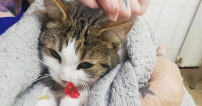 Dunbartonshire cat dies after being 'shot with air gun' as distraught owner issues warning