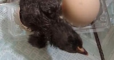 Shopper astonished as baby birds hatch from carton of supermarket eggs during heatwave