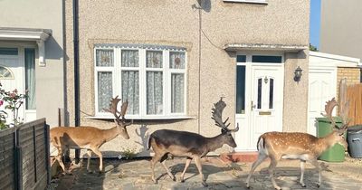 Deer spotted roaming London streets as locals worried they're 'starving' after drought