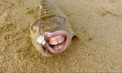 Angler in Mexico lands mystery fish ‘with human teeth’