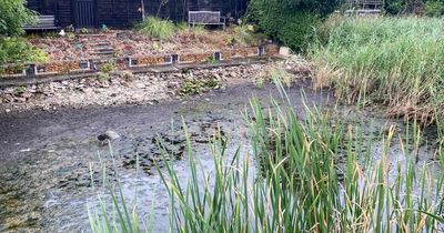 'Extreme temperatures' leads to destruction of wildlife at Nottingham canal