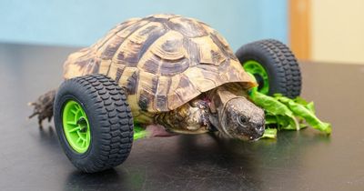 Rat gnawed away tortoise's legs while it slept in the garden