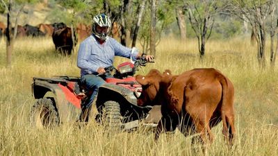 Farm deaths in Queensland are nearly double that of any other state and funding cuts are said to be partly to blame