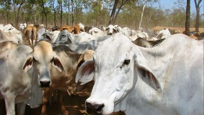 Foot-and-mouth disease's potential spread by tourists feared on Cape York