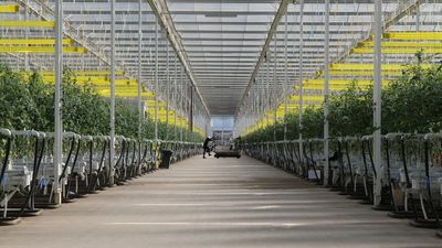 Glasshouse expansion for protected cropping across the Goulburn Valley gets government tick