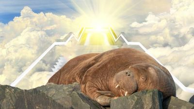 Thicc Goddess Freya The Walrus Was Spotted Sinking (Possibly Sinful) Pleasure Boats In Norway