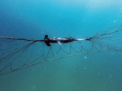 Shark nets take toll on threatened species