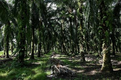 Bitter harvest: Malaysian palm oil farmers face labour crunch