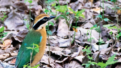 Harbingers of monsoon: Winged guests flock to Gurugram from the south