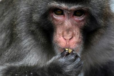 Marauding monkey caught, killed after dozens injured in Japan