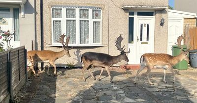 Deers hang round suburbs 'like teenagers' in remarkable pictures