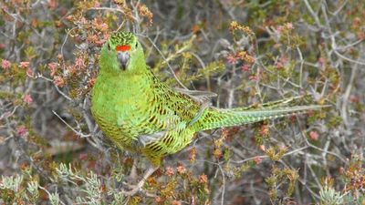 More western ground parrots translocated in second bid to preserve WA's rarest bird