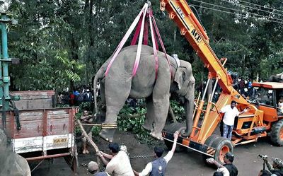 ‘Trouble-maker’ elephant relocated to Bandipur, but returns to Sakleshpur in Karnataka