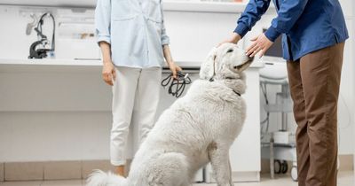 The UK's dream jobs and what they pay - from teacher to football manager